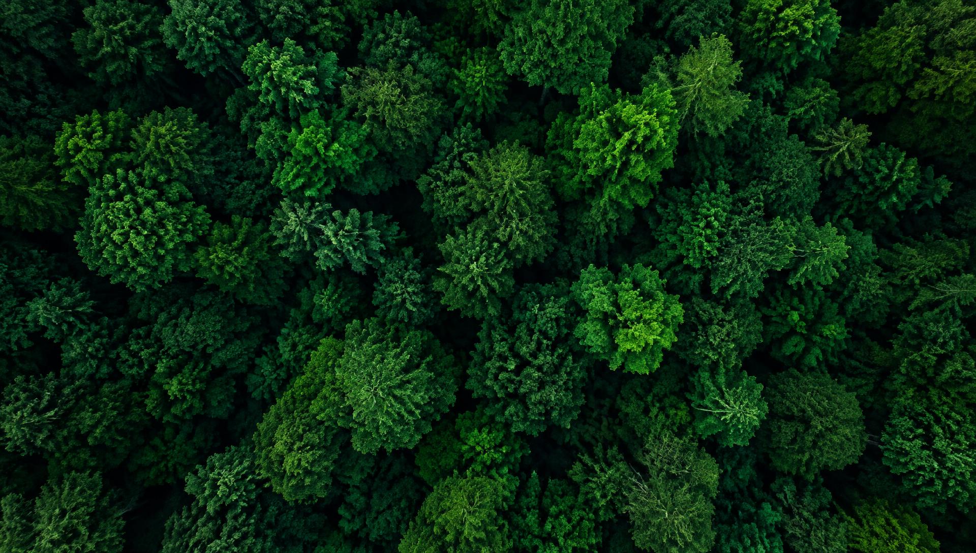 Aerial view of a dense green forest canopy